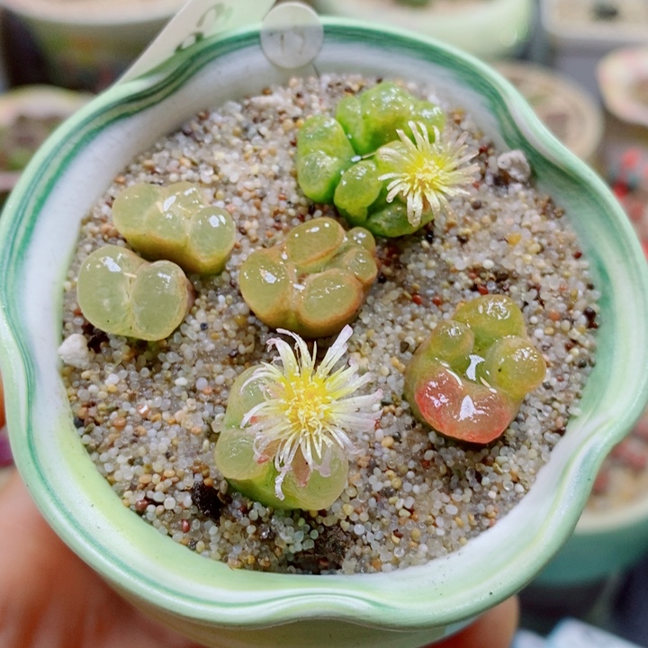 生石花花花花花花花453