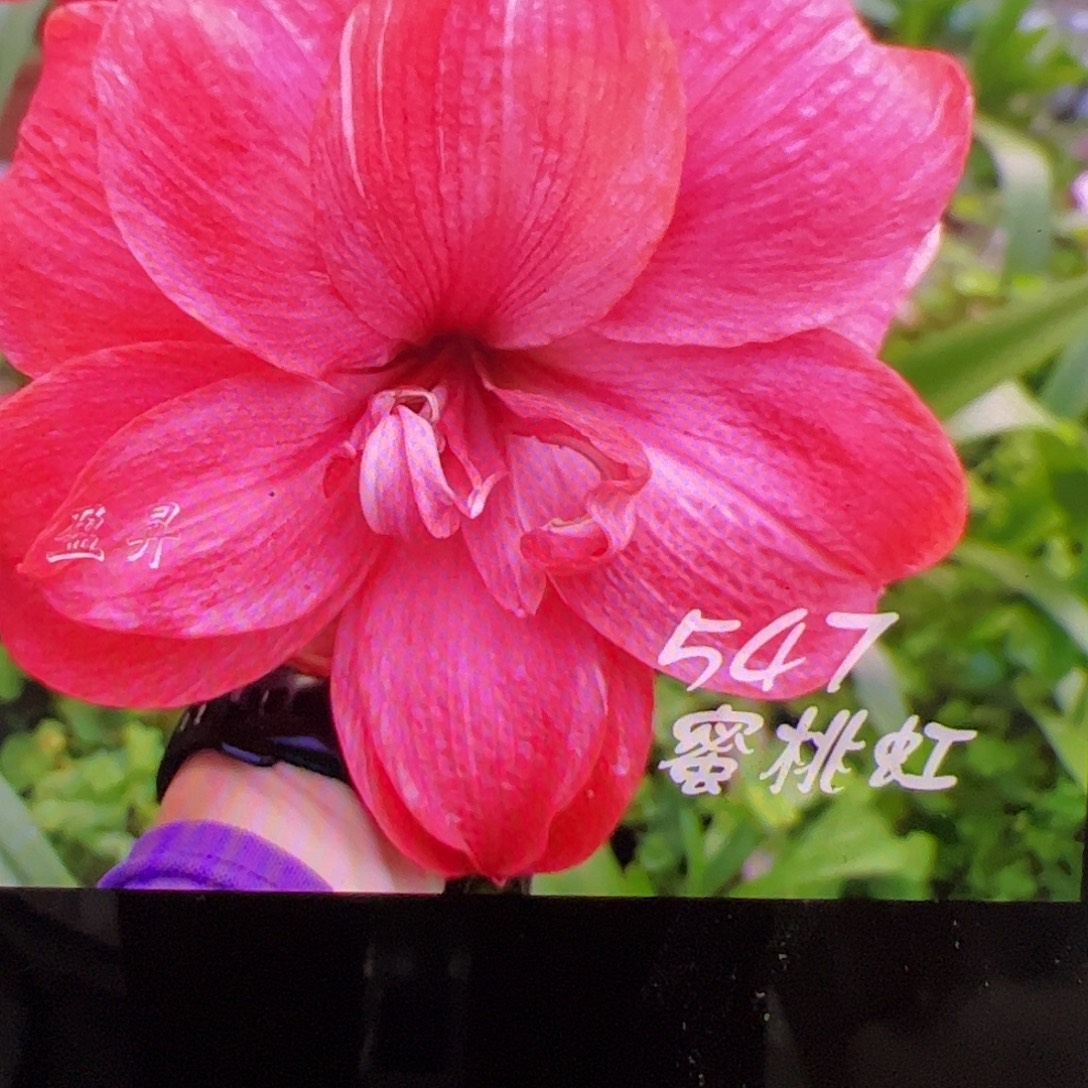 朱顶红蜜桃虹4-5cm