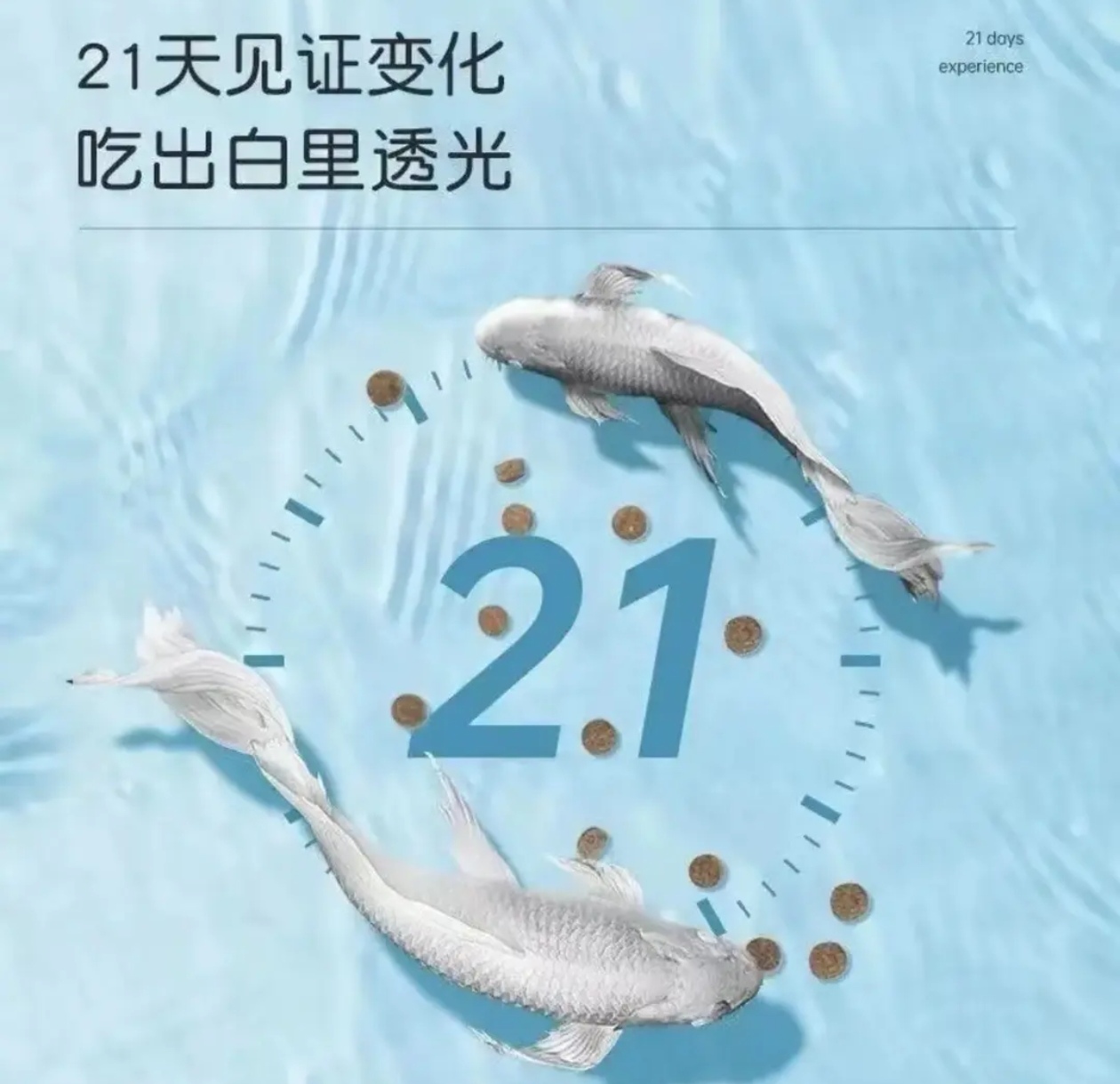 蝴蝶鲤专用鱼食饲料高蛋白上浮鱼粮增白发尾精选优质配方健康诱食