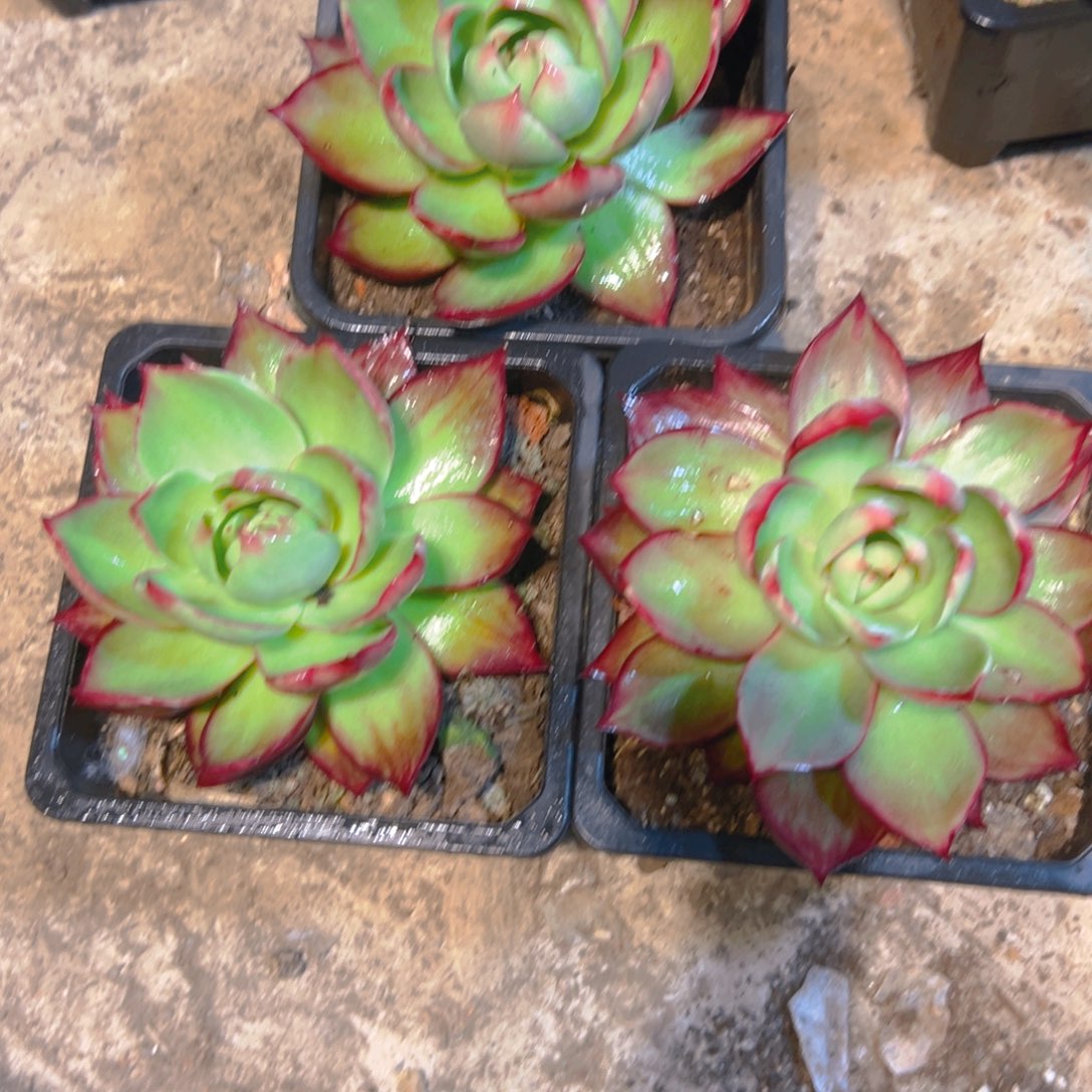 惊红仙子13456688888