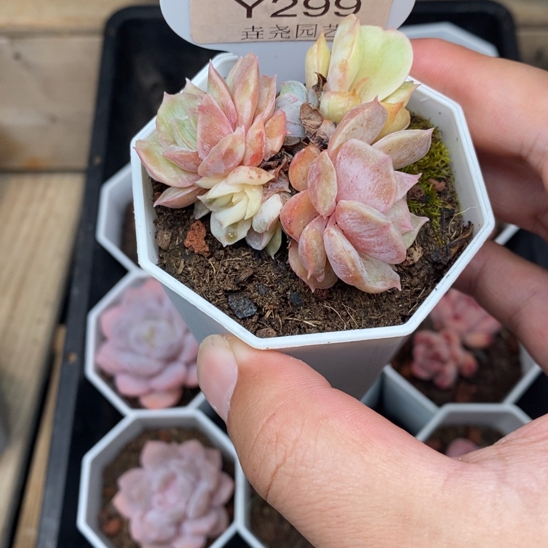 0299 昂斯诺石化锦 5.5cm 