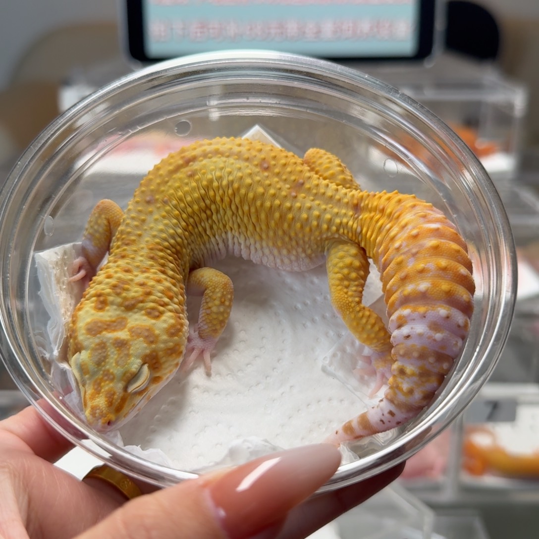 豹纹守宫红眼无纹暴龙弟弟