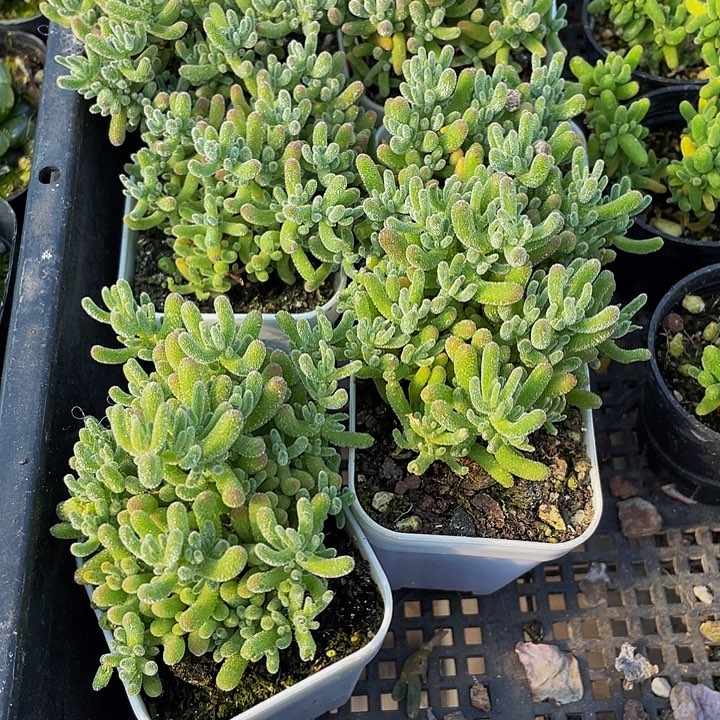 满盆大冰晶枝干带盆土发