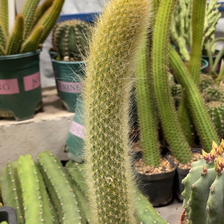 自根九尾狐杂交金妞一杯18.8