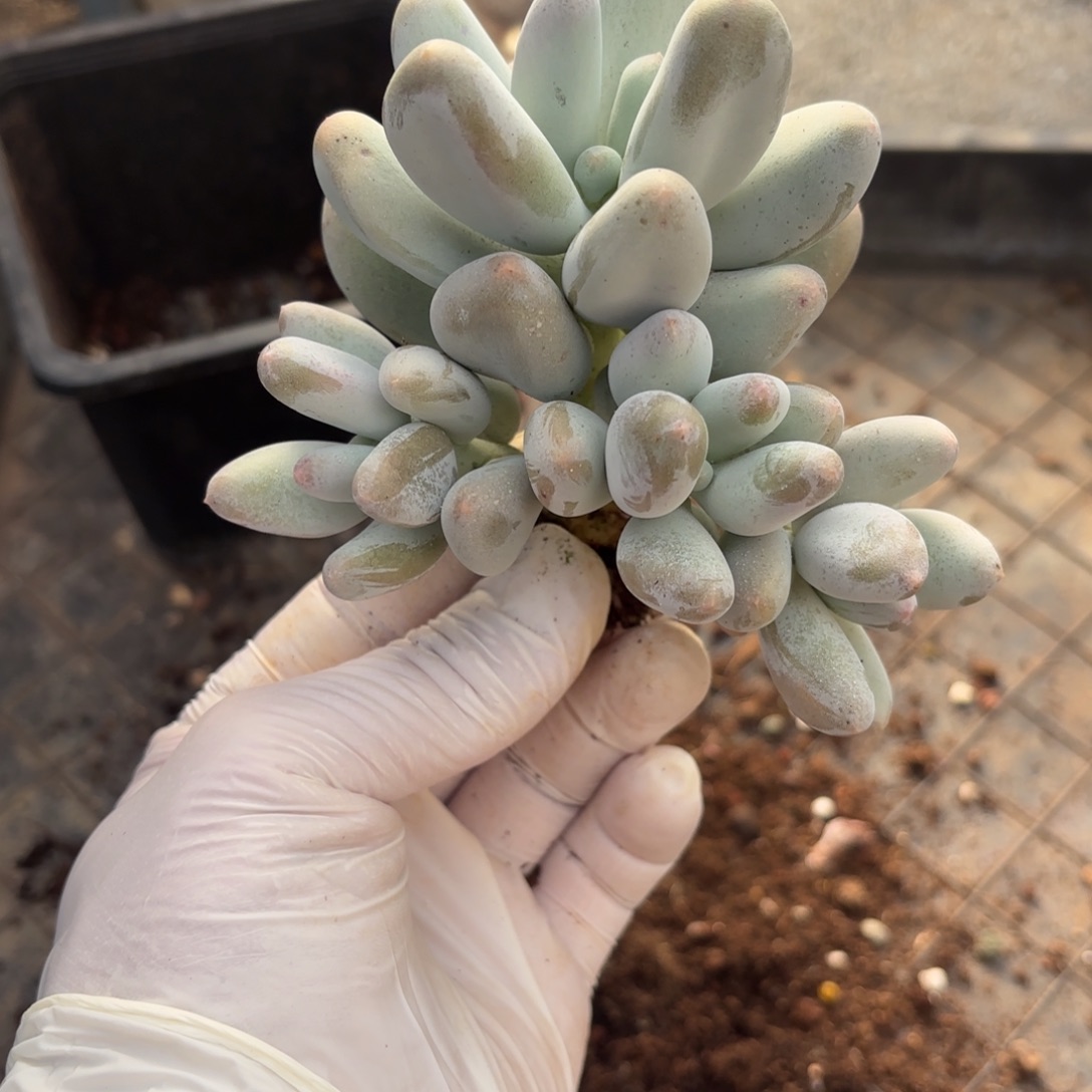 …***…九月21号多肉植物点点寄养