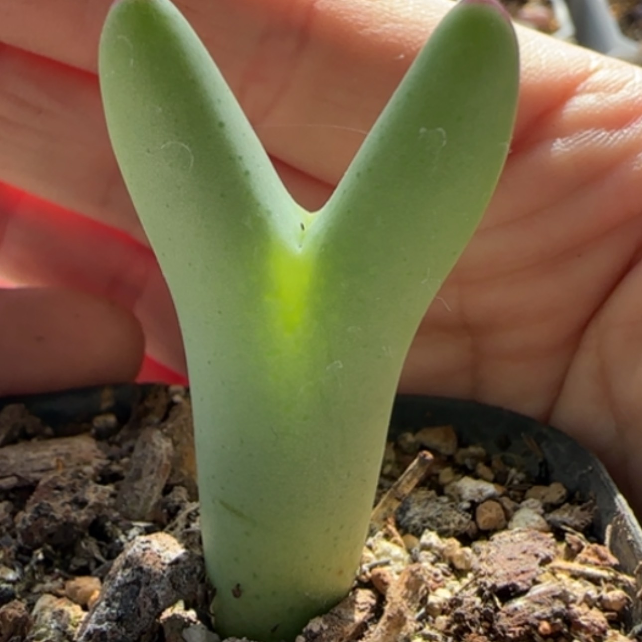 【闪购商品】0007将    