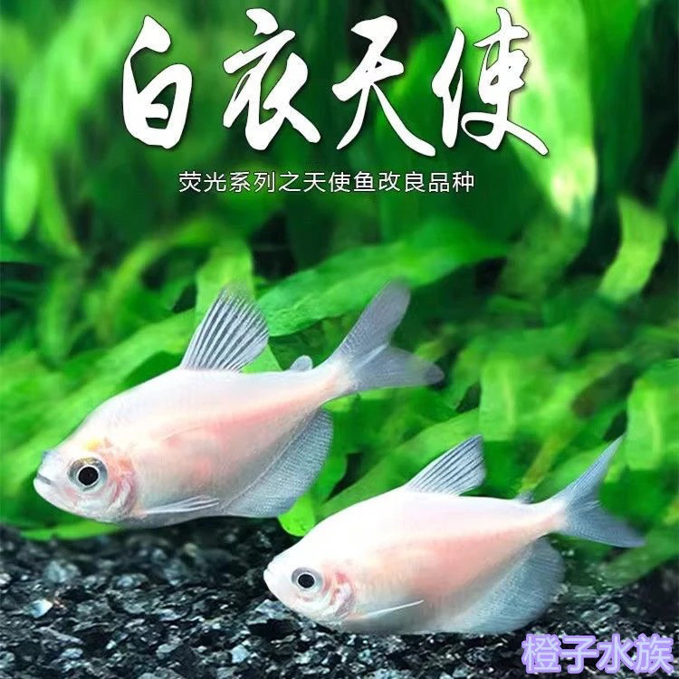 福袋-白衣天使3条（不包损）