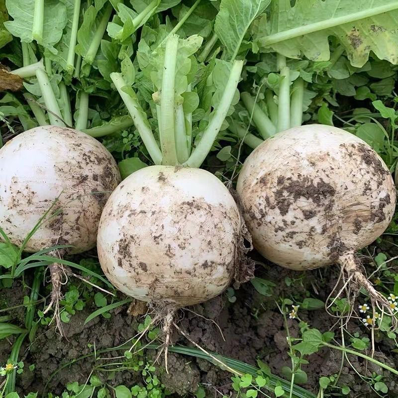 四川高山春不老圆白萝卜农家自种新鲜蔬菜可腌制泡菜炖汤炒菜火锅