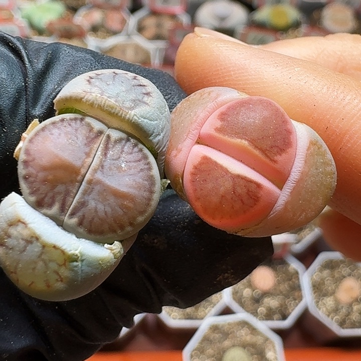 生石花233:/。  59