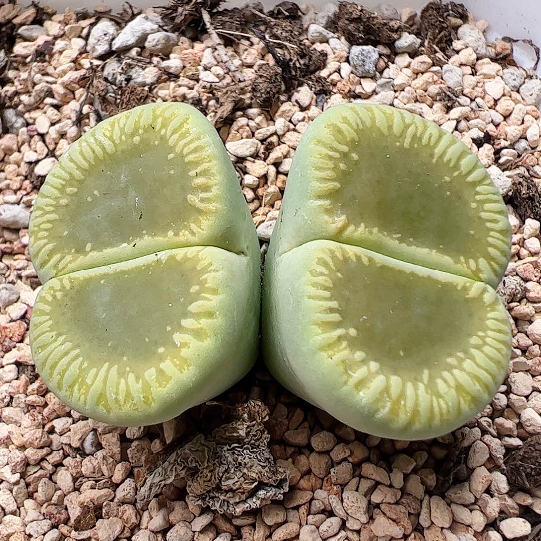 绿光阳带盆发母本