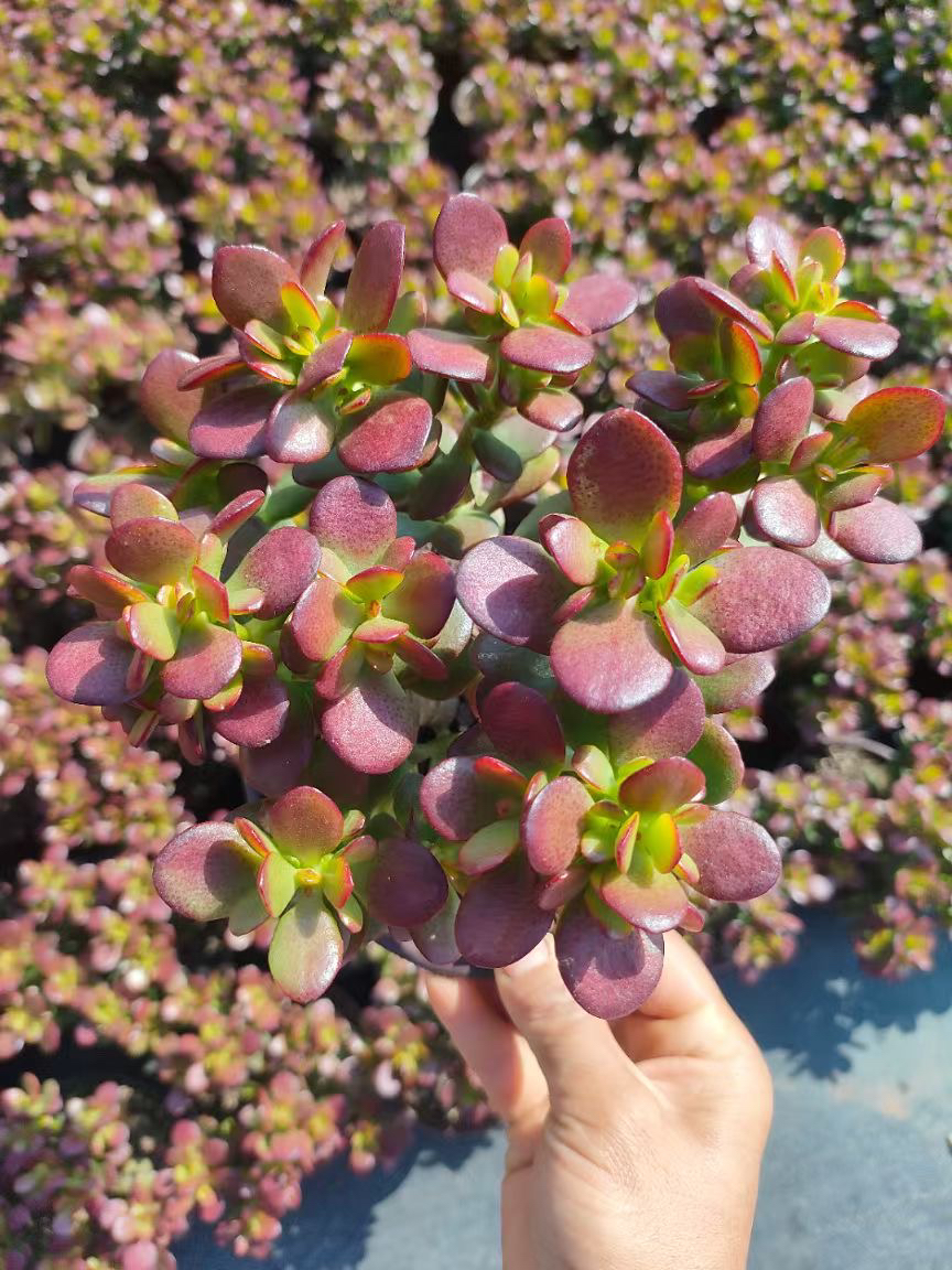 姬红花月 多肉植物新手好养（满9.9包邮）