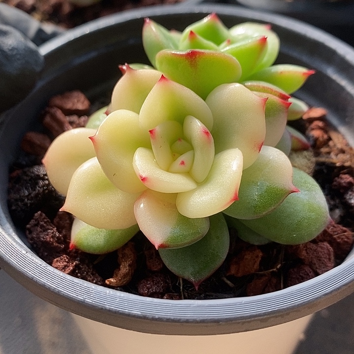 三文鱼锦腹轮多肉植物