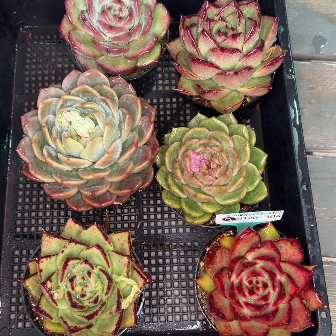 从前慢多肉精选编号0120.304