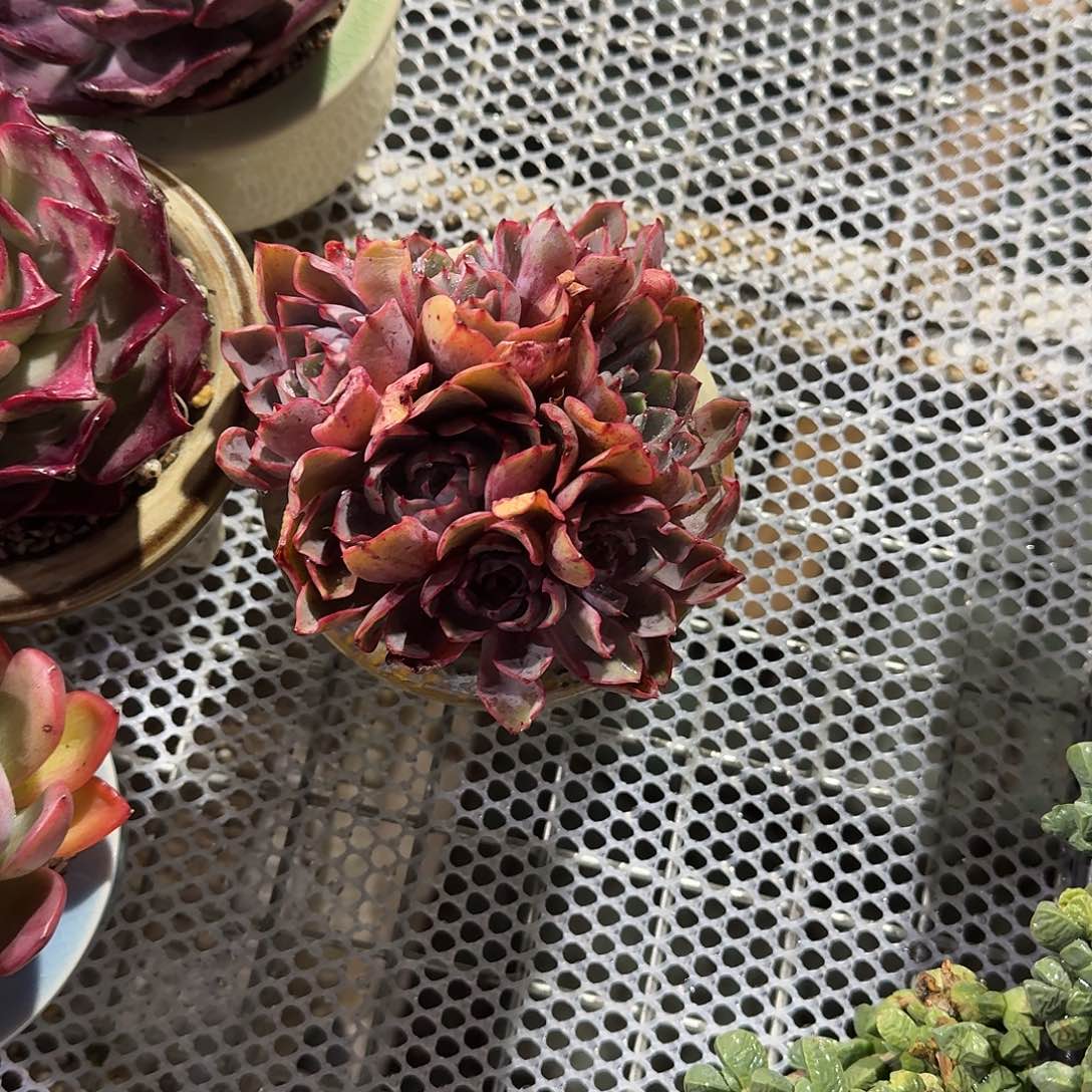 赫拉多肉植物精品