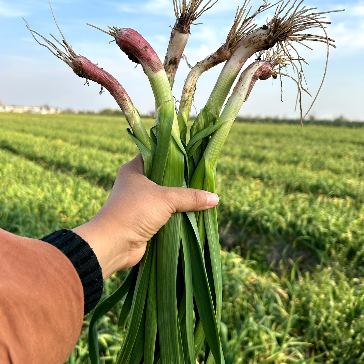 湖北农家露种新鲜红皮香蒜苗现扯现发大蒜叶应季蔬菜鲜嫩