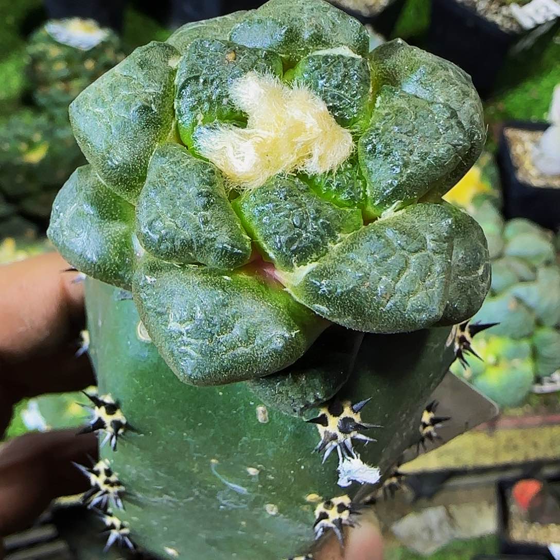 连山478仙人球开花