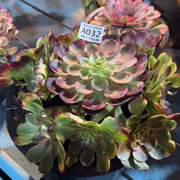 032半夏多肉植物