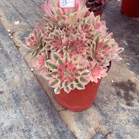 粉女巫多肉法师73号