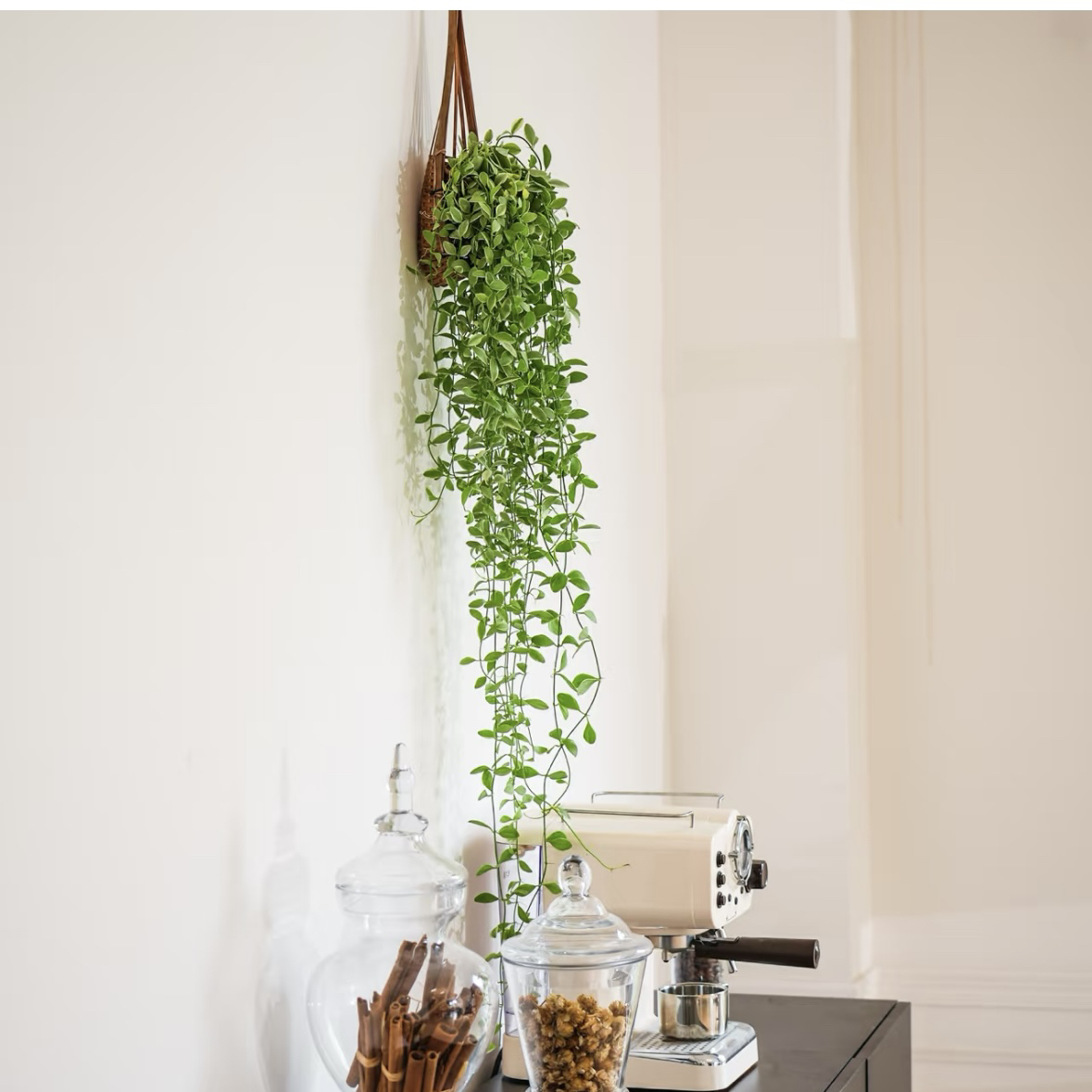 大号翡翠恋吊兰垂吊兰长藤空调冰箱绿植阳台客厅室内空气净化绿植