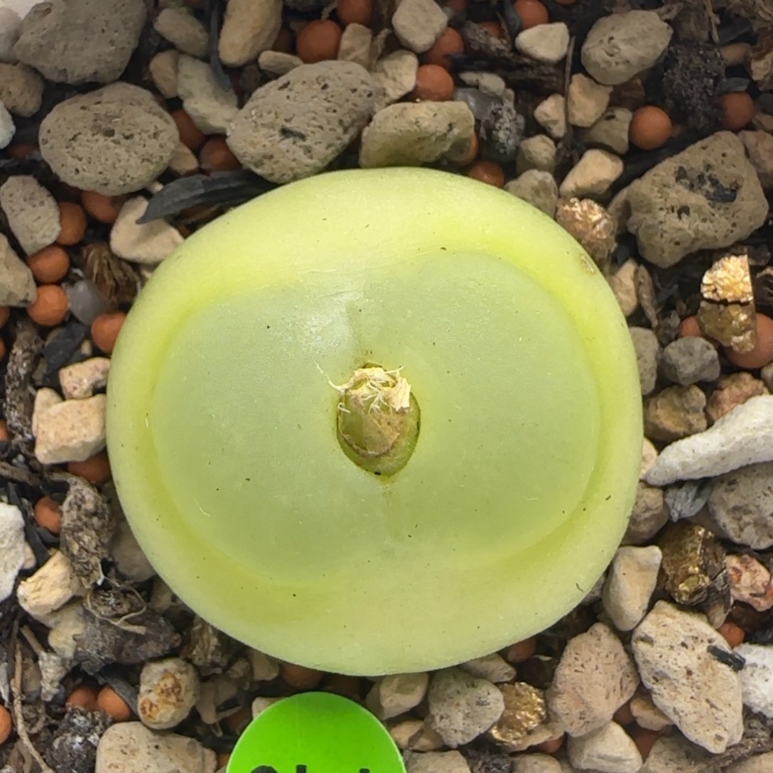 拉登2.7多肉植物248