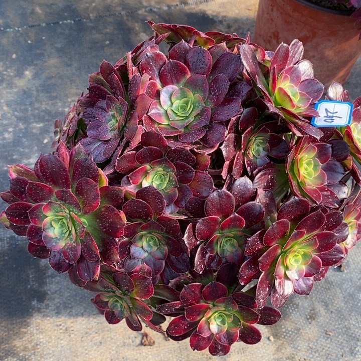 260安娜彩虹锦多肉