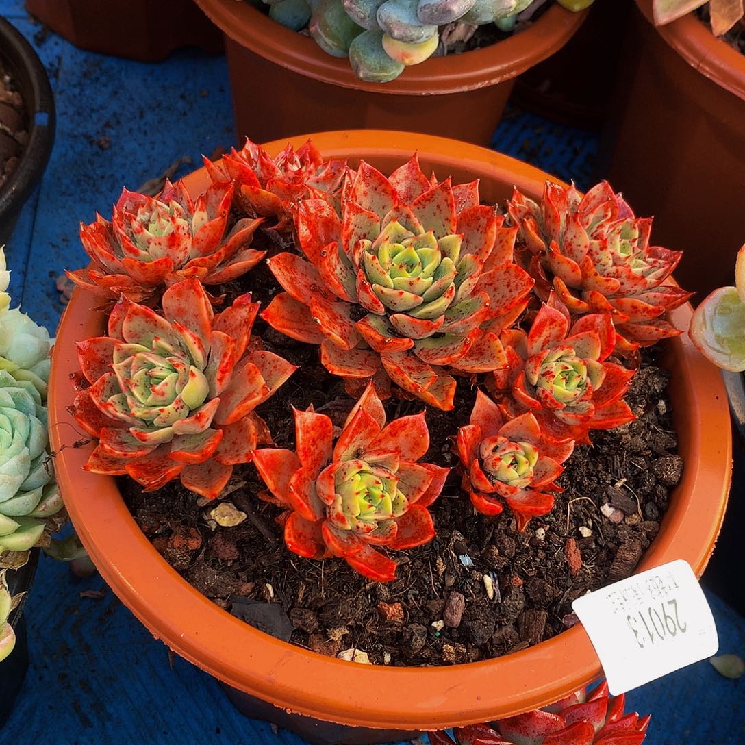 老***亮      贝拉多肉29013