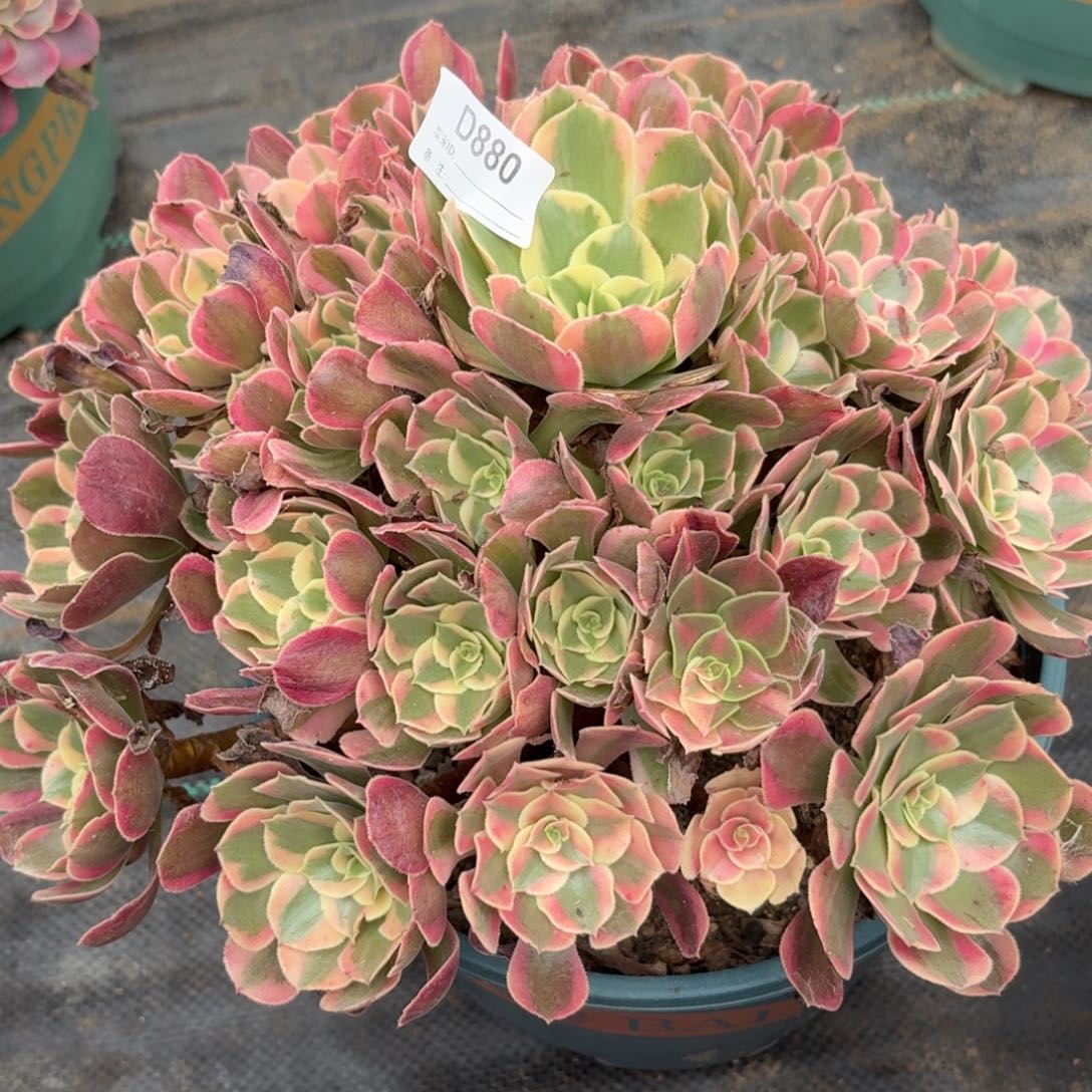 雪***冬880邀约多肉植物发货