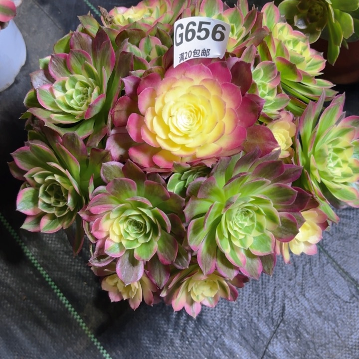 小****^瑞妈园艺1.29.656