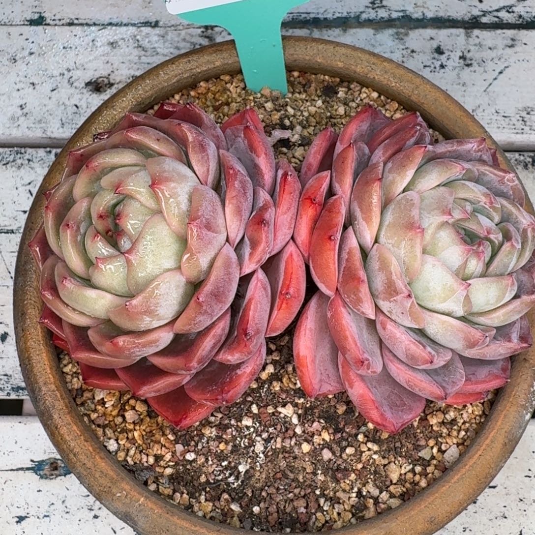 从前慢多肉精选编号1230.160