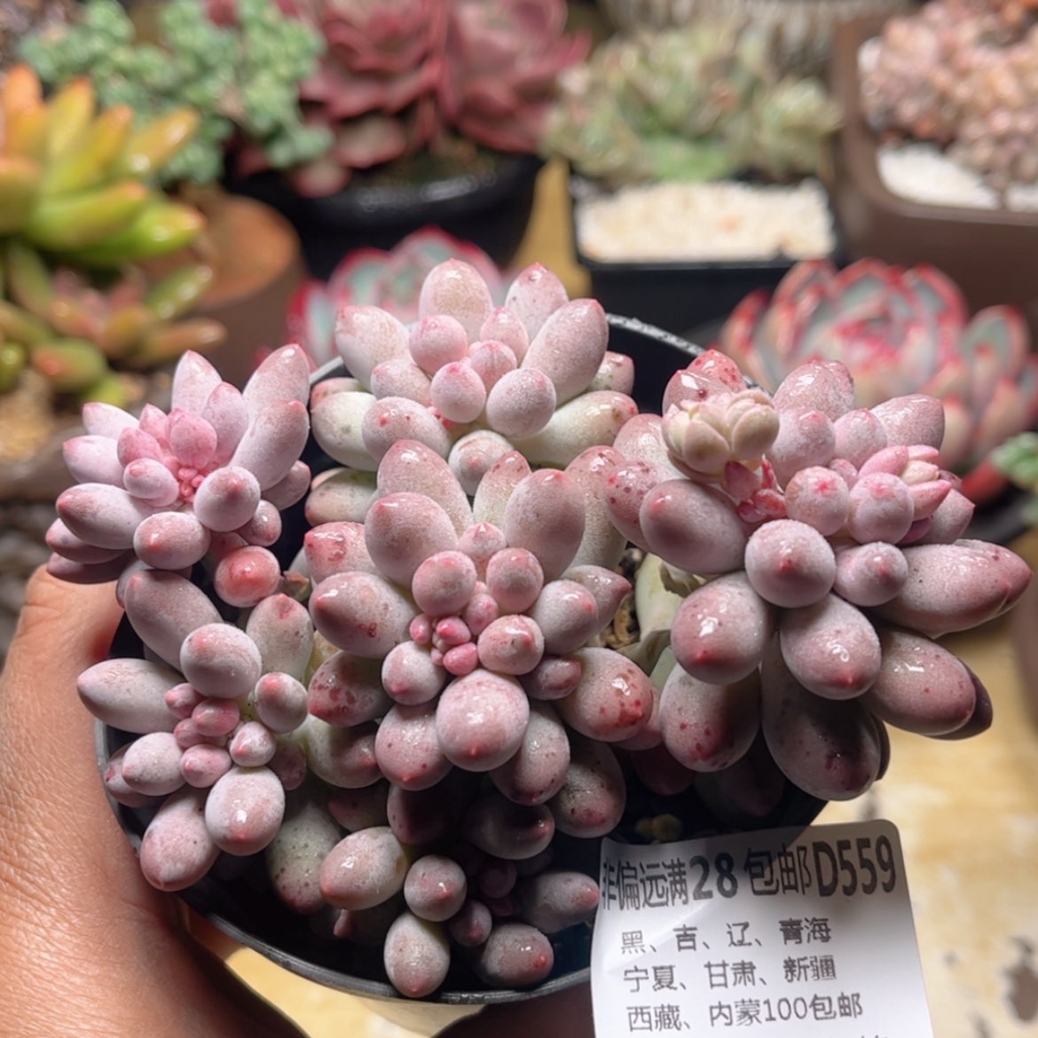 【闪购商品】559手指