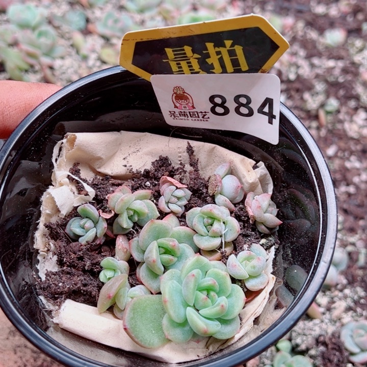 多肉植物多肉植物