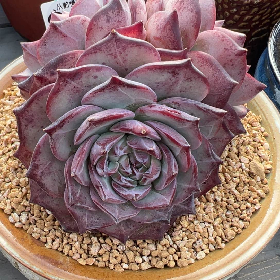 多肉精选编号0222-112