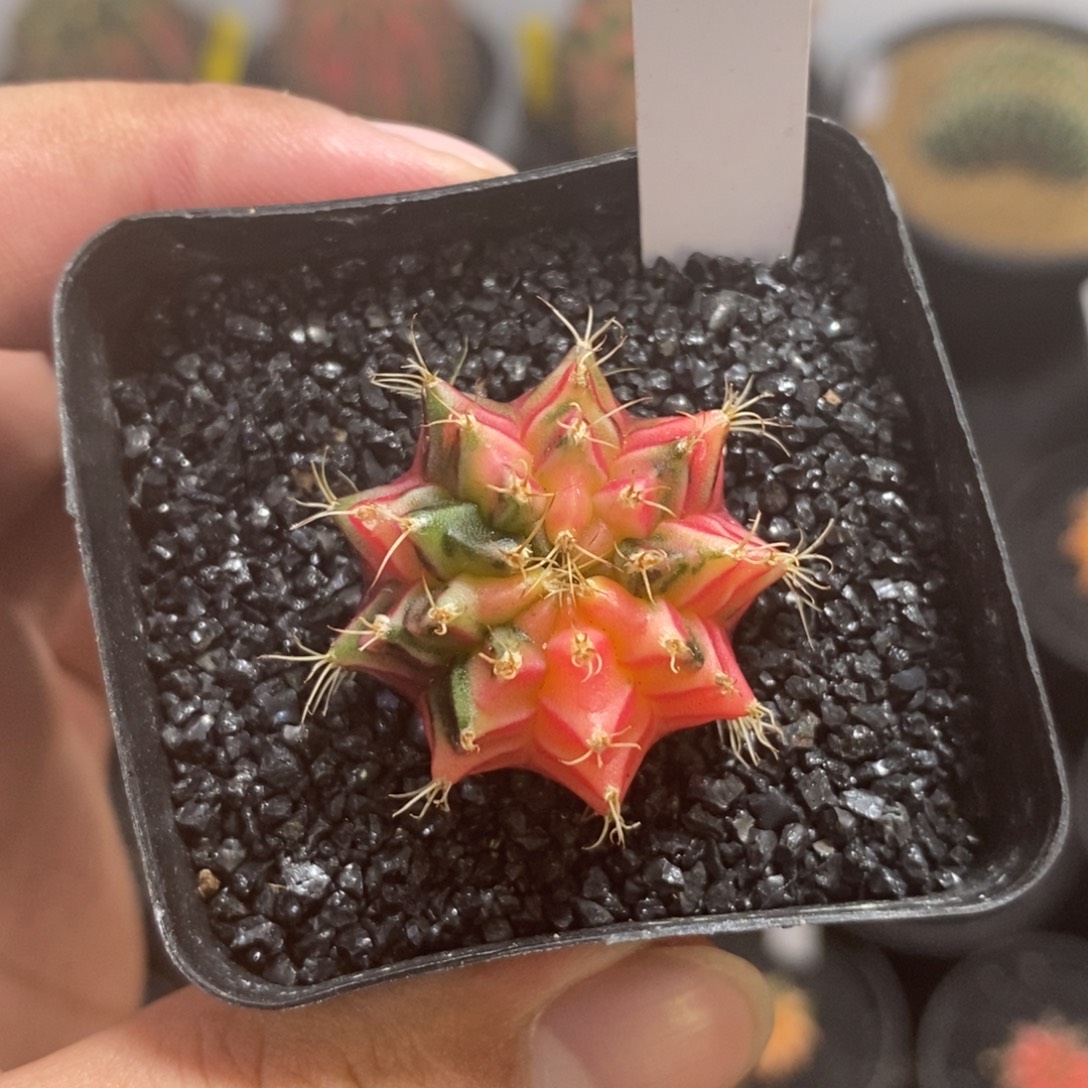 小米哈——脱土发货