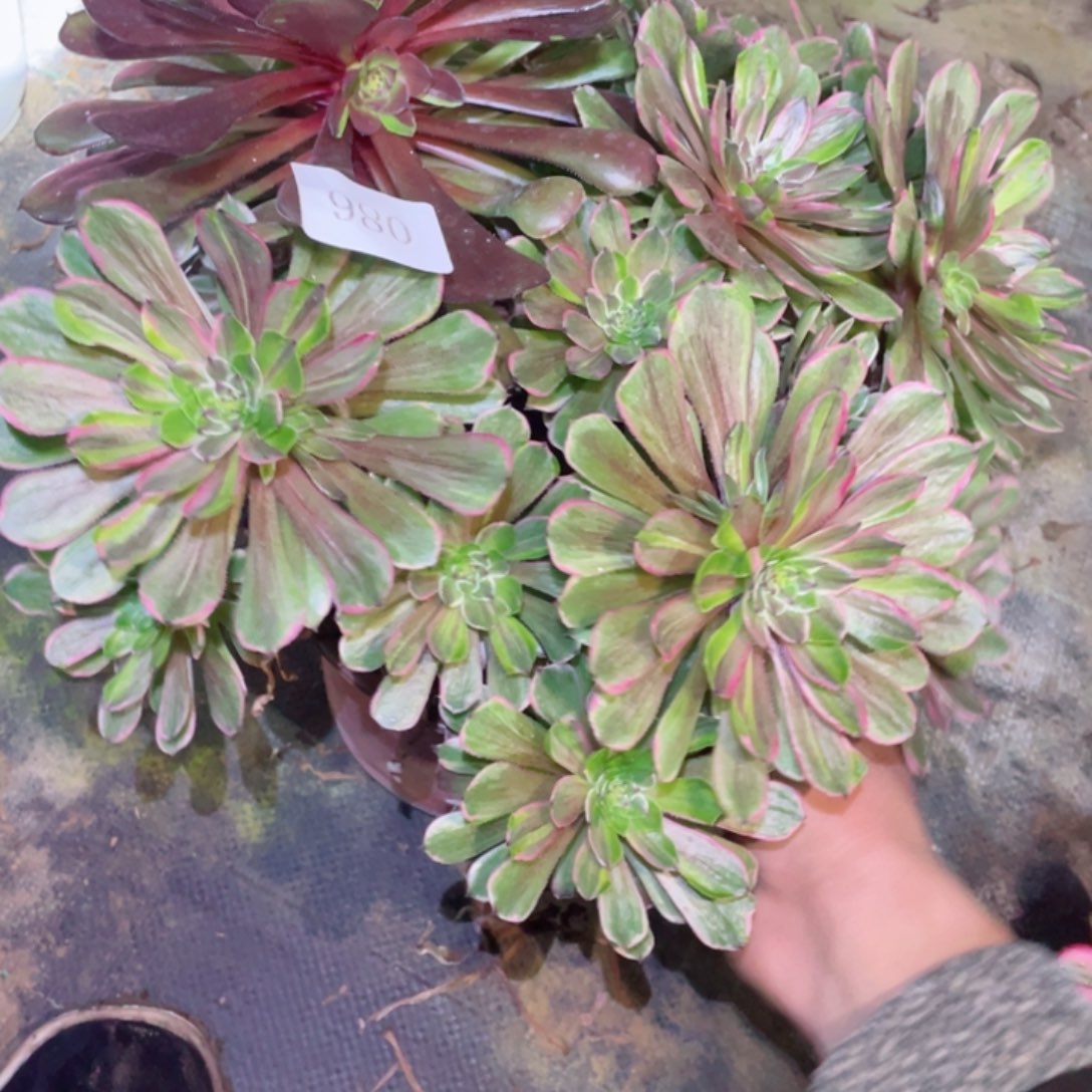 多肉植物粉黛086