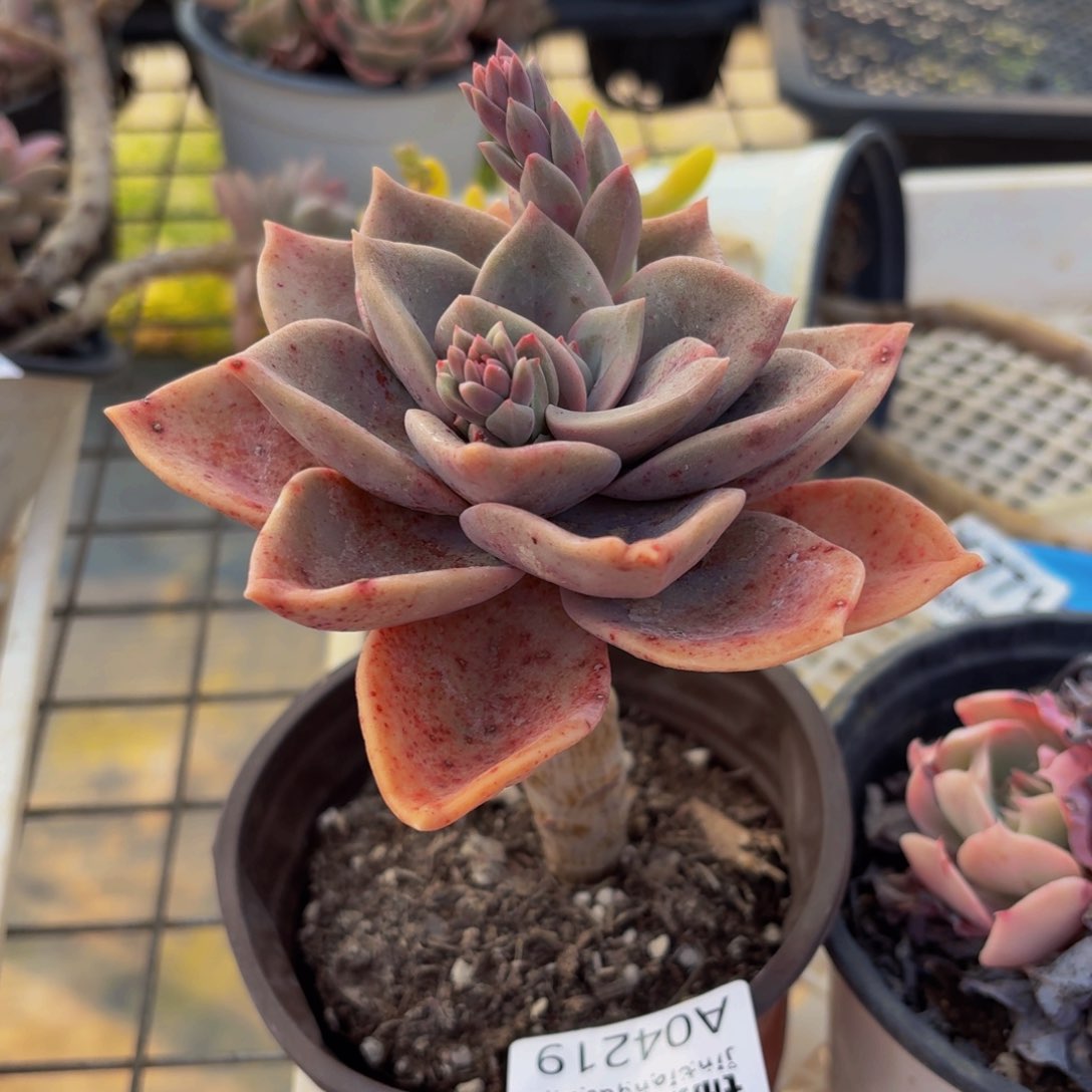 不知名一物一拍4219