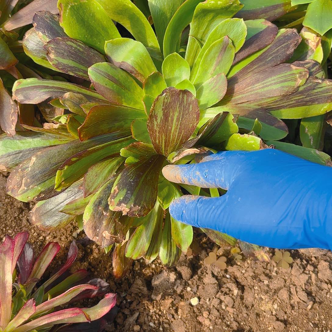 花斑路多肉植物手捧
