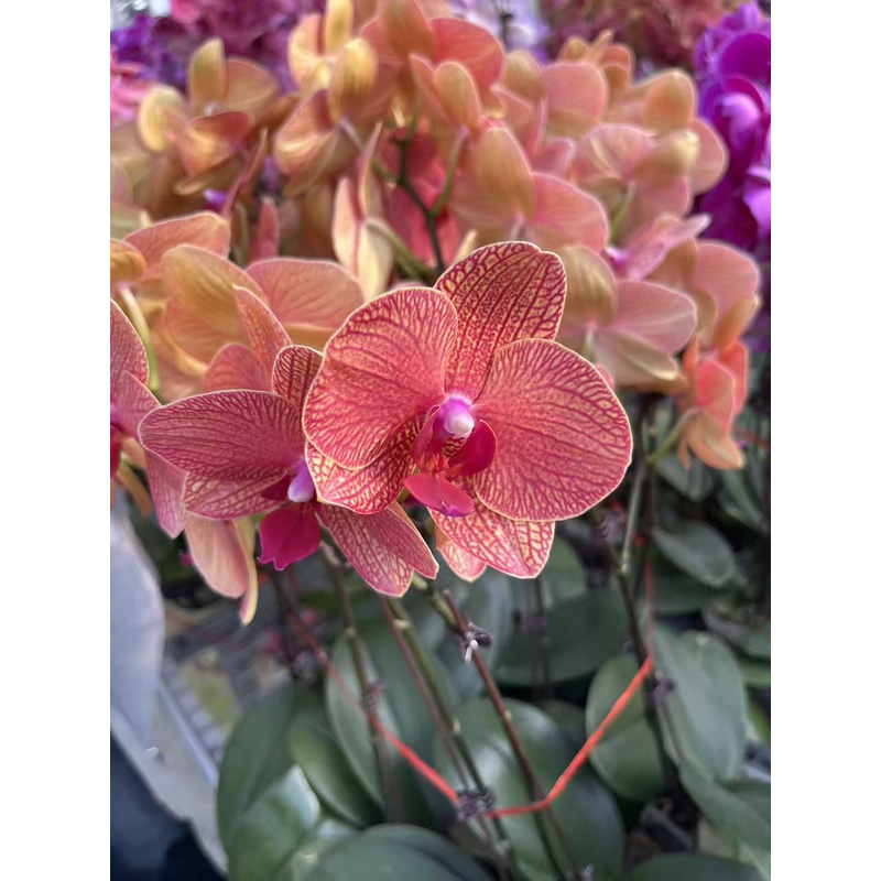 【带花发货】蝴蝶兰带花剑 kv622 精品冬季开花室内客厅阳台好养