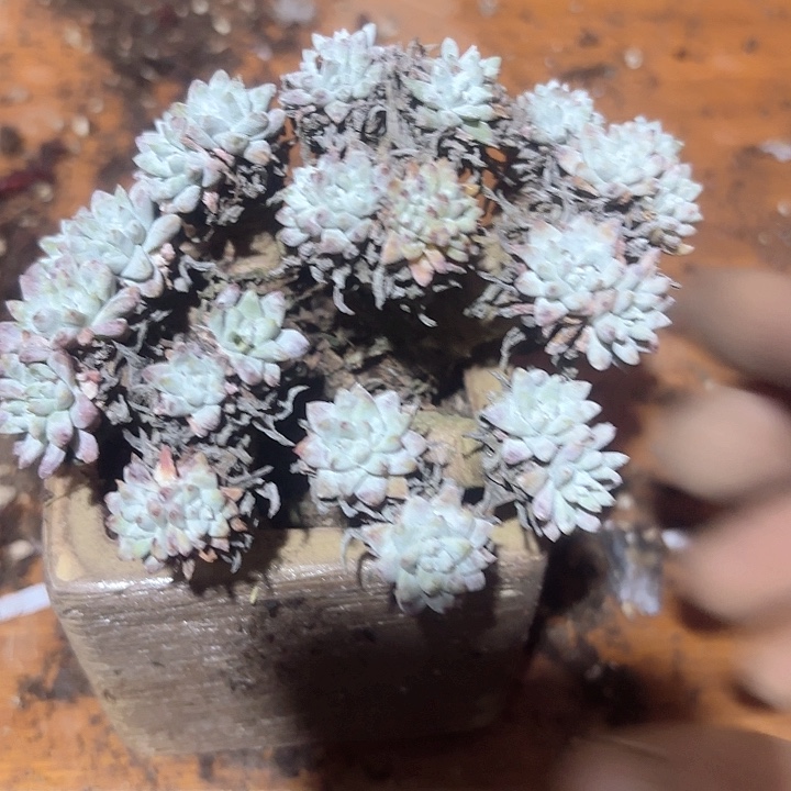 仙女杯多肉植物提取