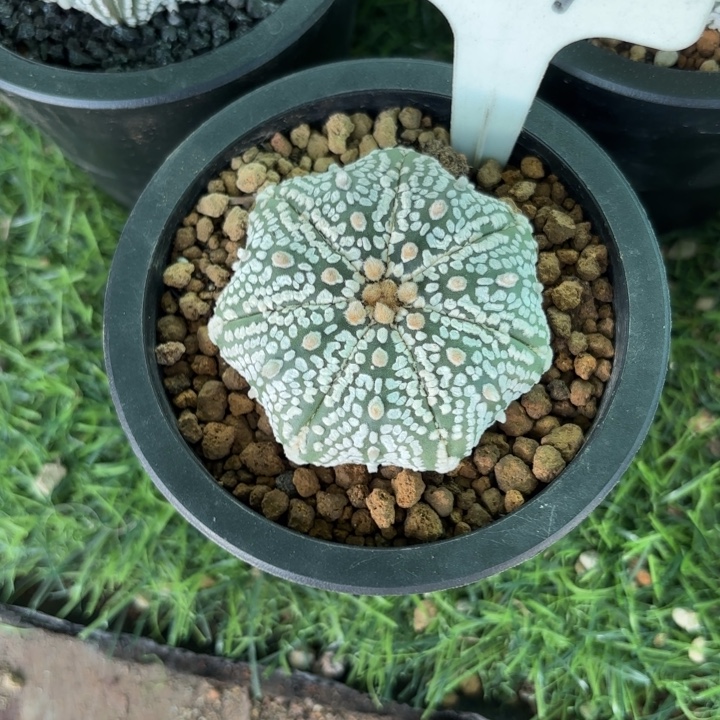 1174脱土盆发货好养