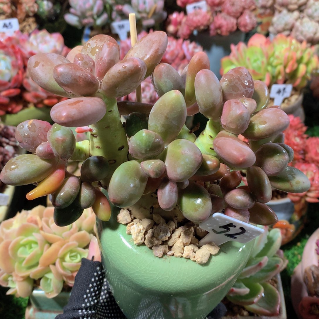 芒果奶14 公分一物一拍