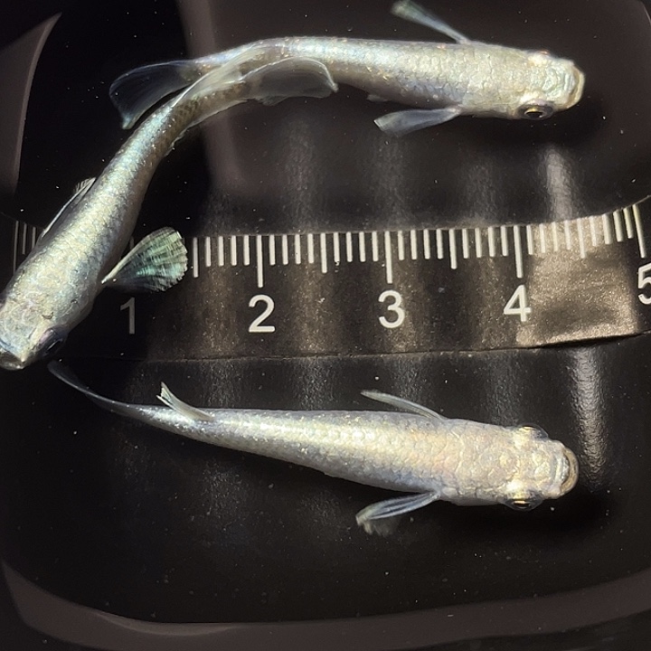 青鳉鱼短天3条，017号，满15包邮，可叠单