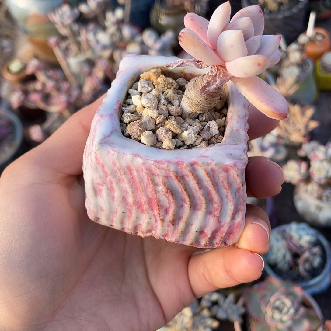 拾***月坛子姐花盆 手刻方 内口4左右