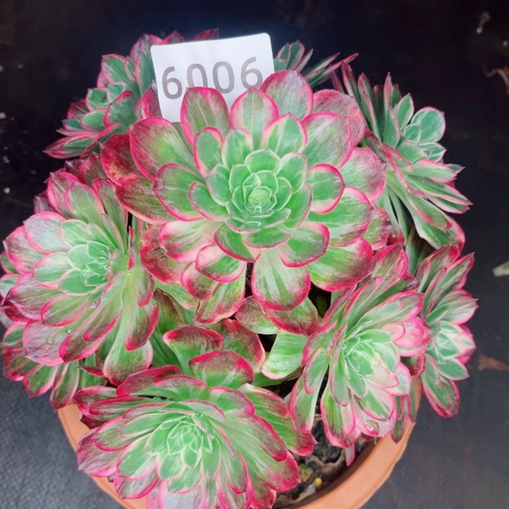 万彩灯多肉发货发货