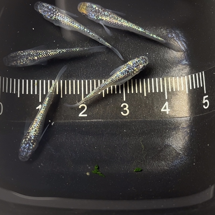 青鳉鱼海王星5条，025号，满15包邮，可叠单