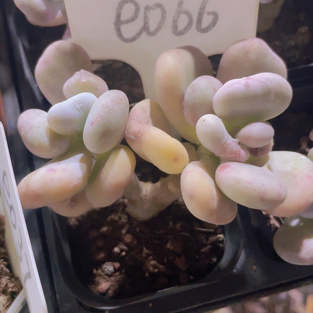 油煎丸子e066一物一拍