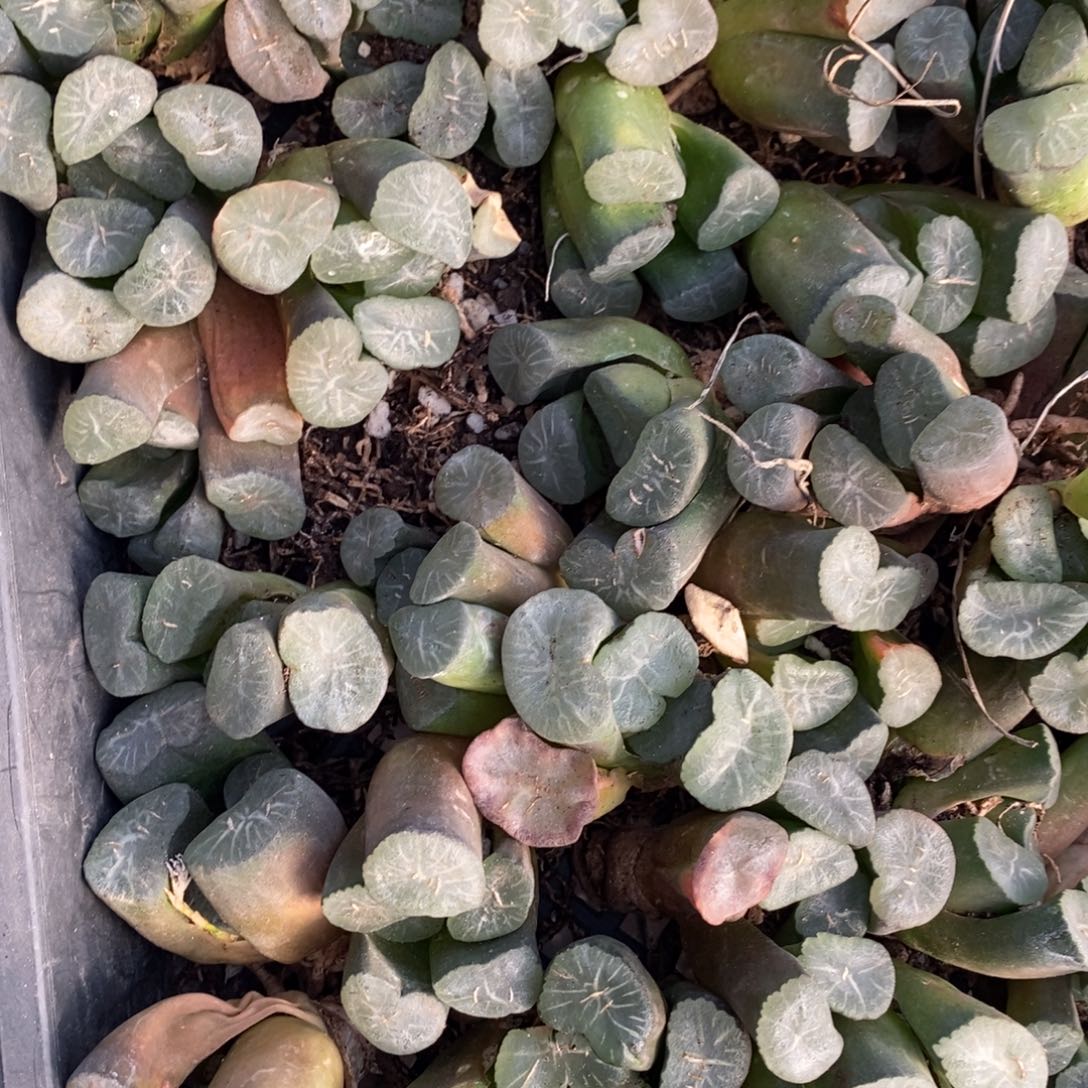 906 十二卷一颗实生大窗万象 挑大的发货