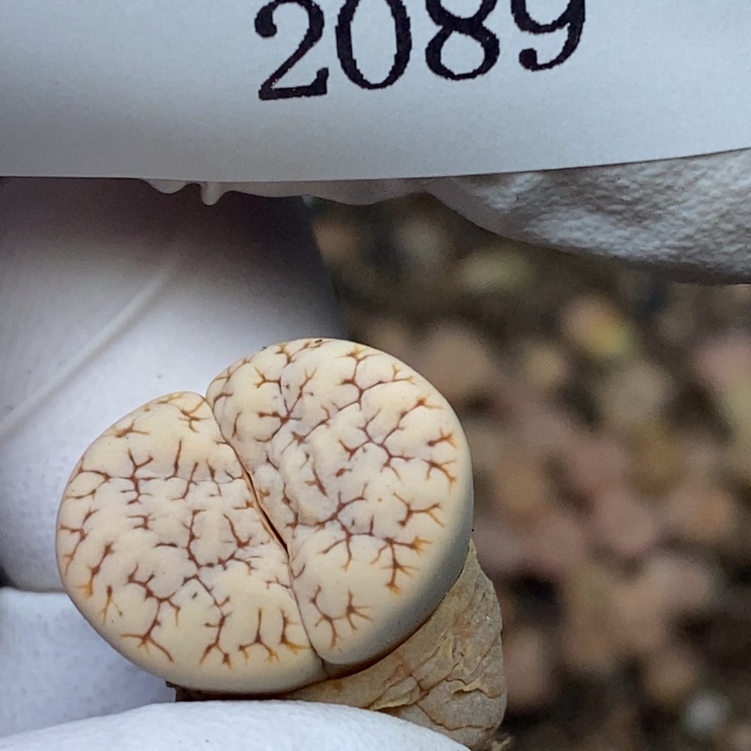 2089。零下拍保温.18包邮.当天凑哦