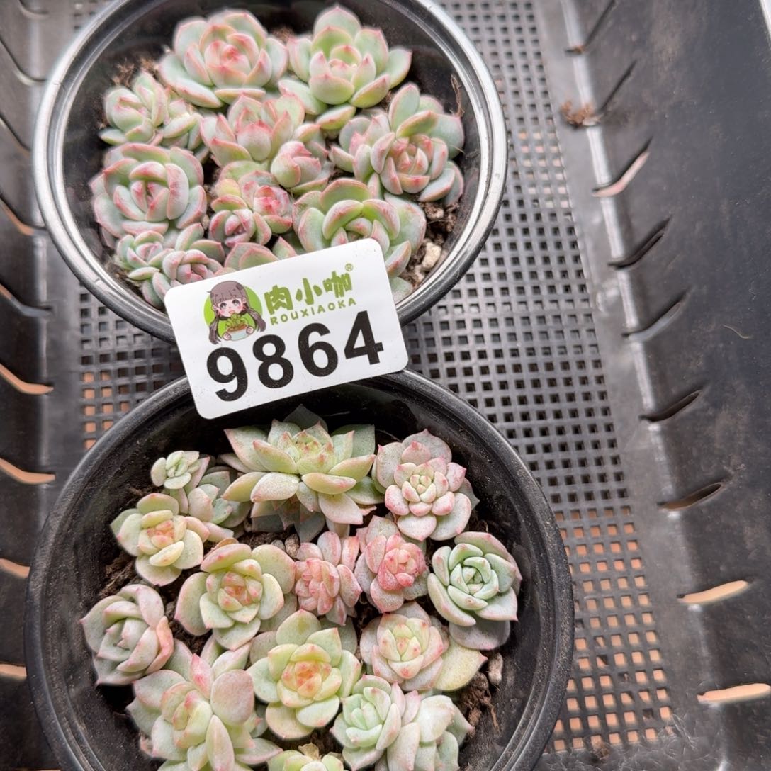 b***o多肉植物多肉植物