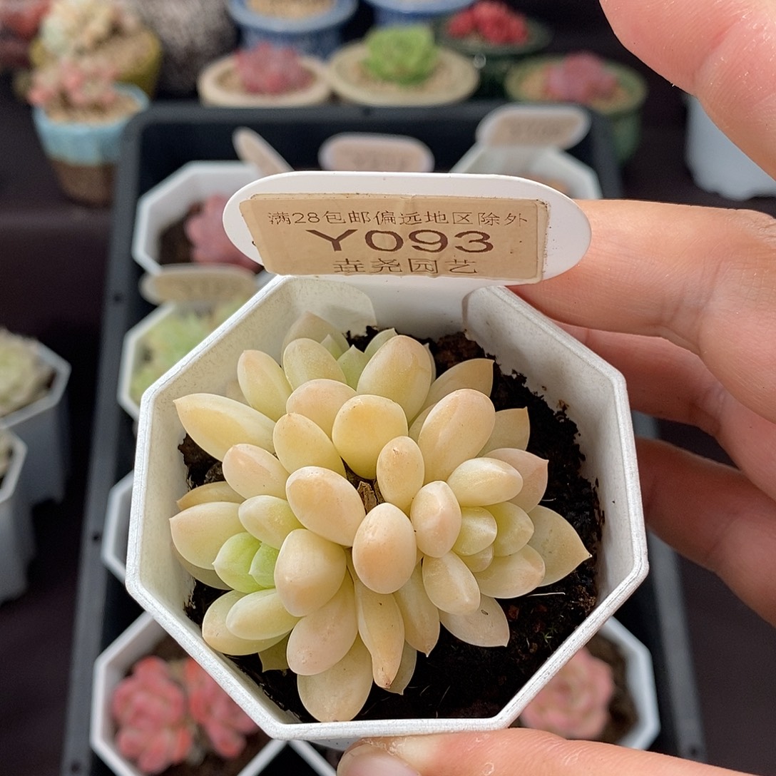 0093 5cm 阮玲玉 