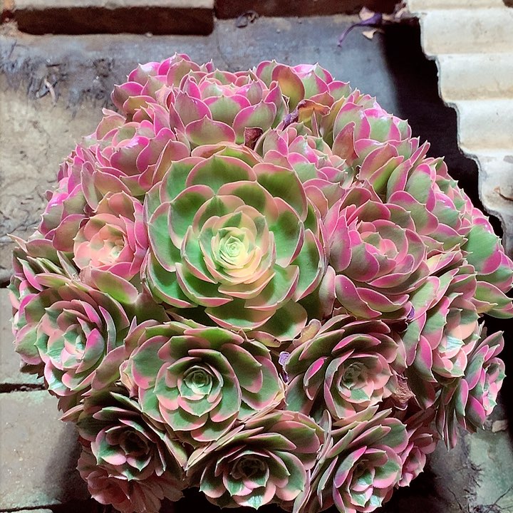 粉女郎，多肉植物